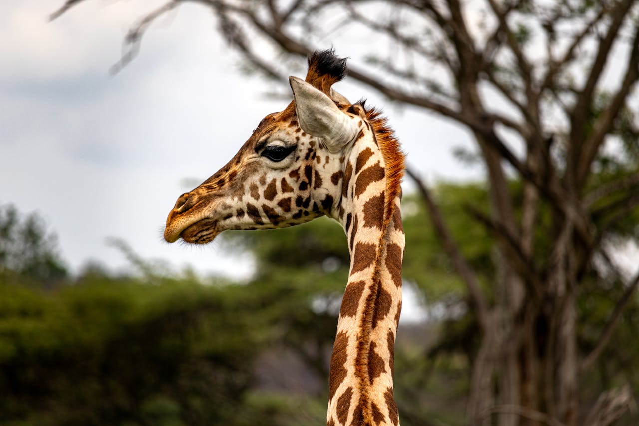 African Safari